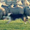 Product-Photographer-North-East-Sheep-Dog