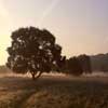 Product-Photography-Newcastle-The-Willows-Tree